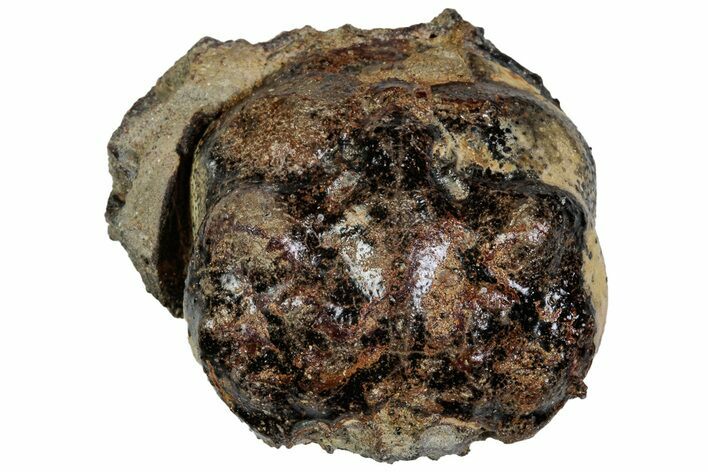 Cretaceous Crab (Dakoticaucer) Fossil - Mississippi #315742